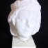 Head of a Virgin at The Musée des Beaux-Arts, Lyon image