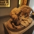 Tiger devouring a young deer at The Musée des Beaux-Arts, Lyon image