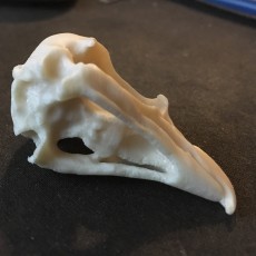 Picture of print of Eagle (Osprey) Skull This print has been uploaded by André Körner