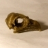 Eagle (Osprey) Skull image