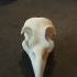 Eagle (Osprey) Skull print image