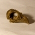 Eagle (Osprey) Skull image