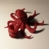 Octopus image