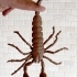 BJD pet Scorpion image