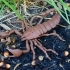 BJD pet Scorpion image