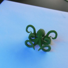 Picture of print of Cephalopod Octopus