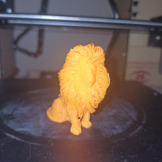 Picture of print of Hairy Lion This print has been uploaded by THOMAS CHANUT