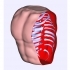 Anatomical Model_Torax image