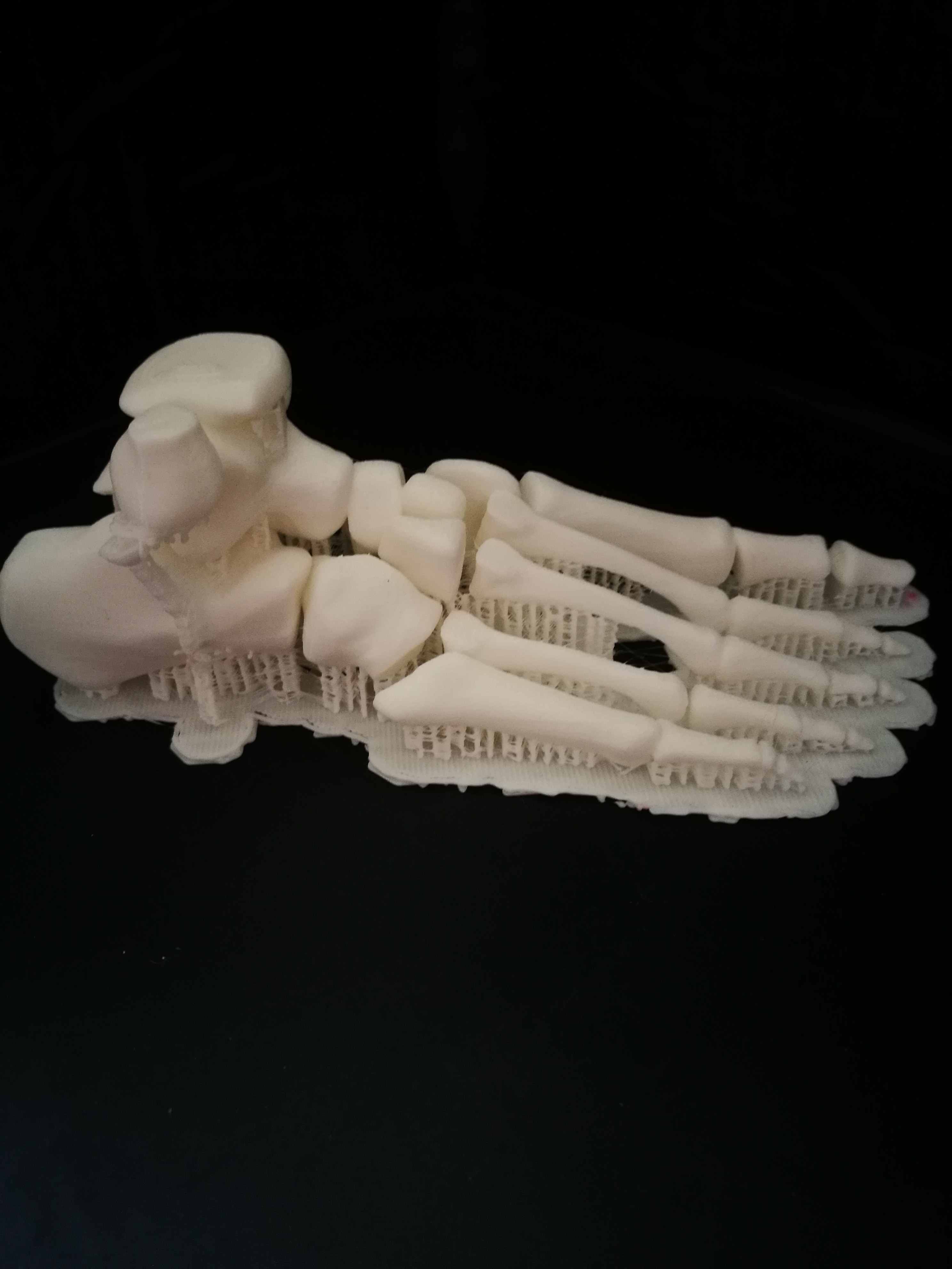 Anatomical Model_Foot