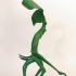 Pickett - Bowtruckle image
