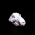 Brown Bear Skull image
