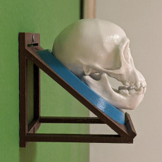 Picture of print of Chimpanzee Skull