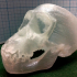 Chimpanzee Skull print image