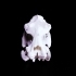 Hippopotamus Skull image