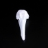 Long-Beaked Common Dolphin Skull image