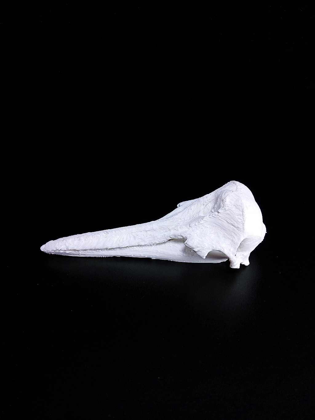 Long-Beaked Common Dolphin Skull
