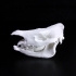 Rhinoceros Skull image