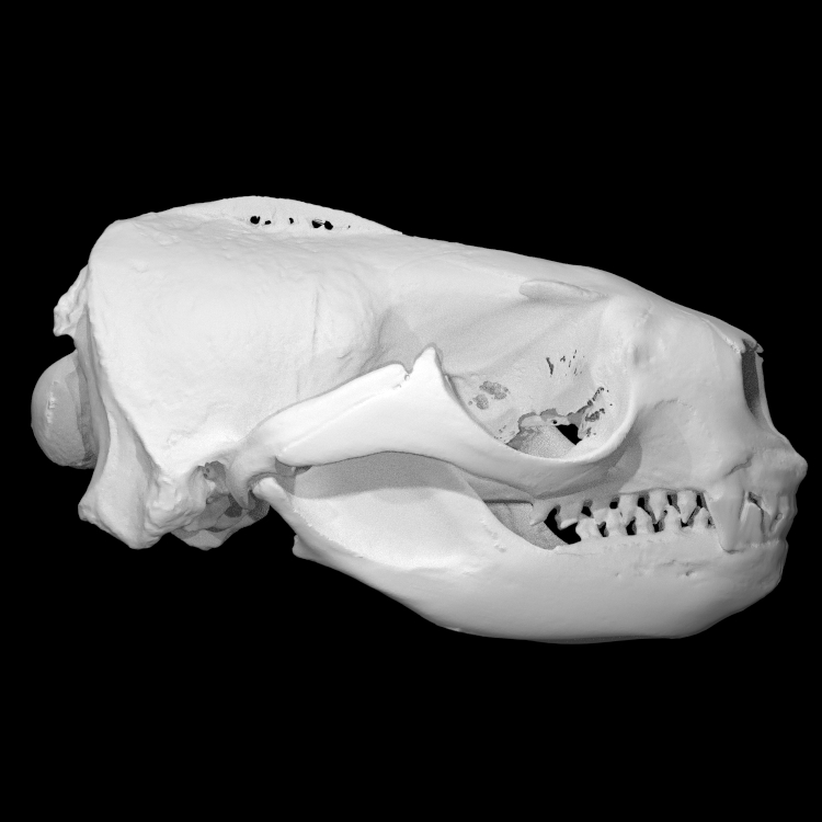 Sea Otter Skull