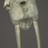 Walrus Skull image