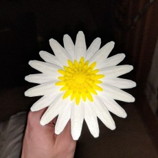 Picture of print of Daisy - Flat flower