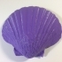 Sea Shell - Digitizer MultiScan image