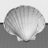 Sea Shell - Digitizer MultiScan image