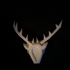 Trophy of deer's head image