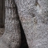 Yosemite Hollow Tree PhotoScan image