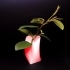 Simple Heart Vase image