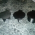 2005 Mustang Cup Holder Insert image