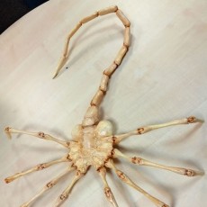 Picture of print of Agisis Ultimate Alien Face Hugger (40in x 23in - LIFE SIZE!)