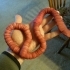 Hermie, the GIANT earthworm image