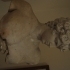 Bust of Antinous image