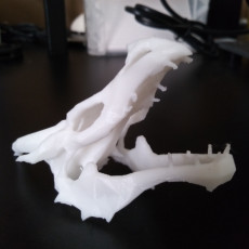 Picture of print of Dragon skull from Skyrim This print has been uploaded by Xavier Hinojosa