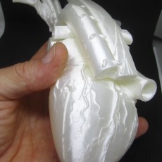 Picture of print of Anatomical Heart