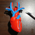 Anatomical Heart print image