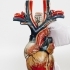 Anatomical Heart image