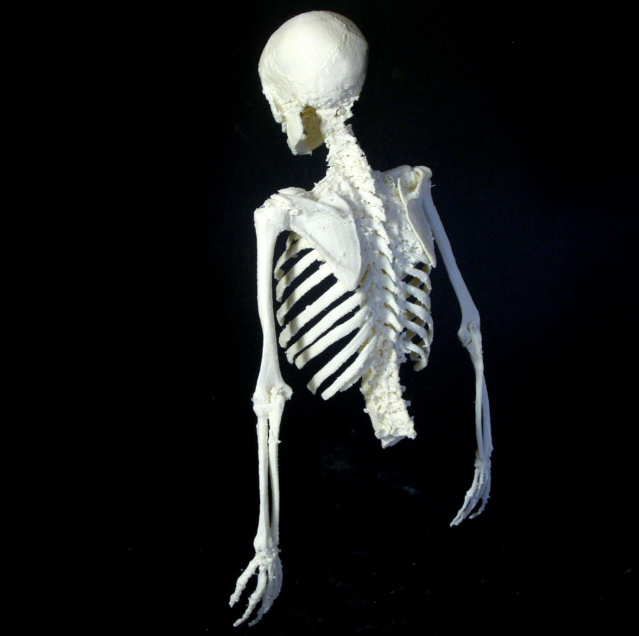 Human skeleton image