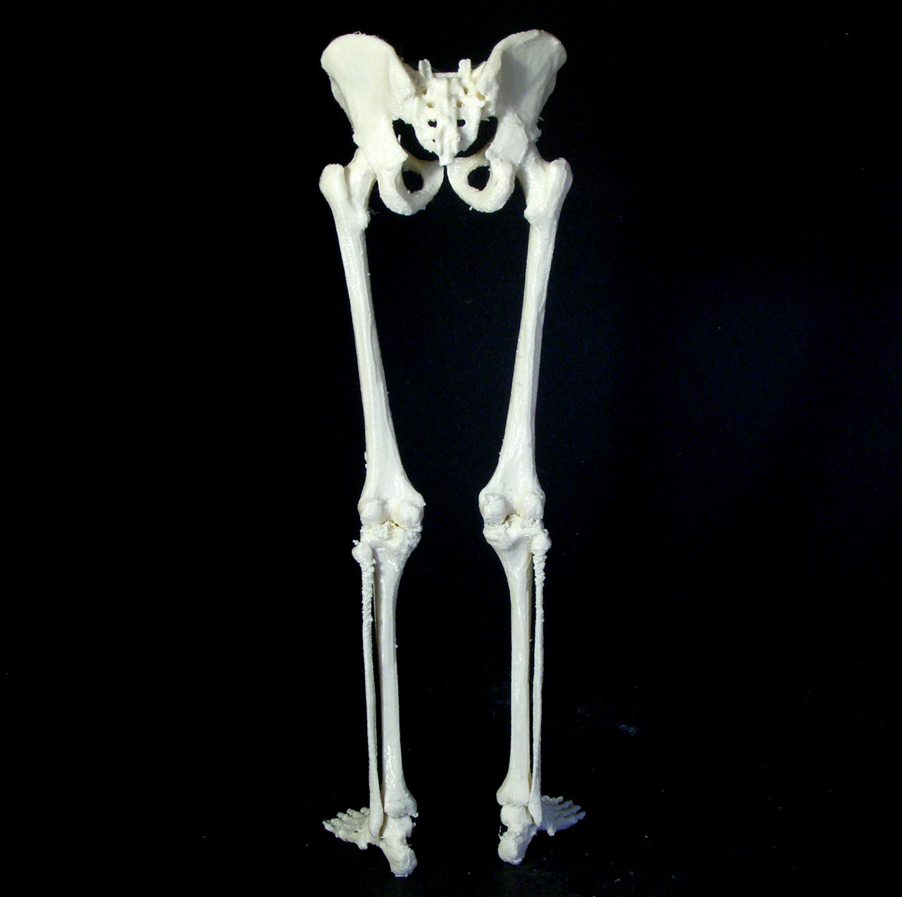 Human skeleton image