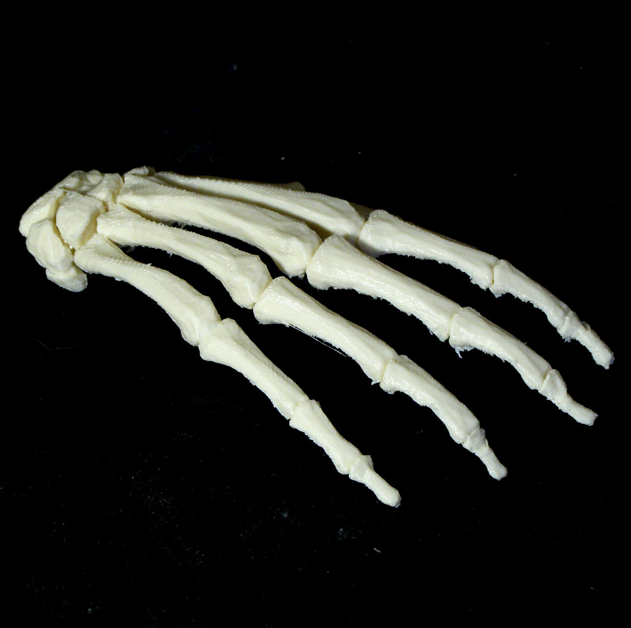 Bone - Hand - Right image