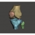 Knee (from CT scan) image