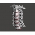 Cervical vertebrae image