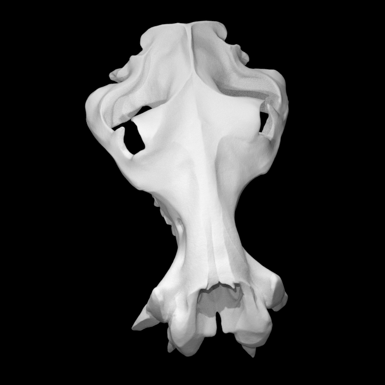 Hippopotamus Skull