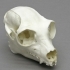 Indri Lemur Skull image