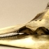 Long Beaked Common Dolphin image