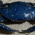 Blue Crab print image