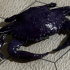 Blue Crab print image