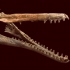 Panamanian Fossil Dolphin image