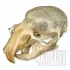 Mus musculus, House Mouse image