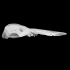 Obdurodon dicksoniFossil, Fossil Platypus image